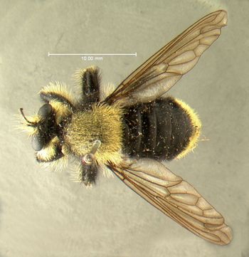 Media type: image;   Entomology 12837 Aspect: habitus dorsal view